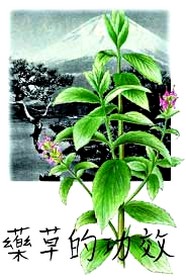 obsah01-vulcan-mentha.jpg