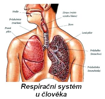 obsah-01-respiratory-tractus.jpg