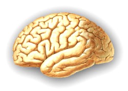 obsah05-tingler-brain.jpg