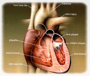 obsah-01cor-schema.jpg