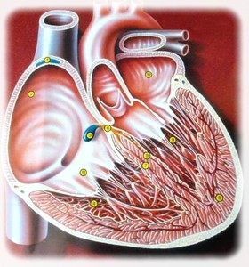 obsah-04-cor-humanis.jpg