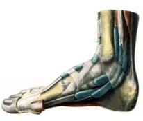 obsah-04-sole-anatomie.jpg