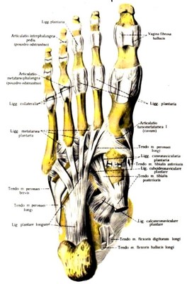 obsah-06-plantum-pedis.jpg
