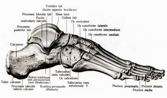 obsah-07-ossa-pedis.jpg