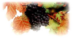 obsah-12-weinlaub.jpg