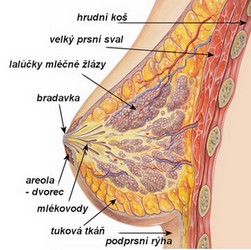 obsah00-prs-anatomie.jpg