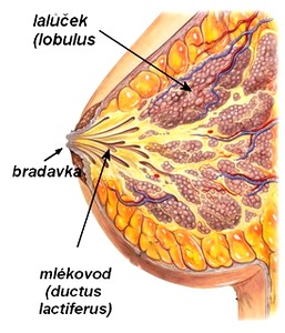 obsah20-struktura-prsu.jpg