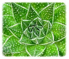 obsah02-aloe-vera.jpg