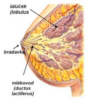 obsah-apo-struktura-prsu.jpg