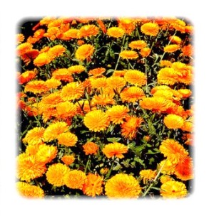 obsah-calendula-foto.jpg