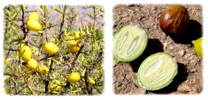 obsah02-argan-semena.jpg