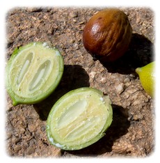 obsah-110-argan-semena.jpg