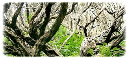 obsah-18-teebaum-nature-map.jpg