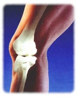 obsah08-knee-joint.jpg